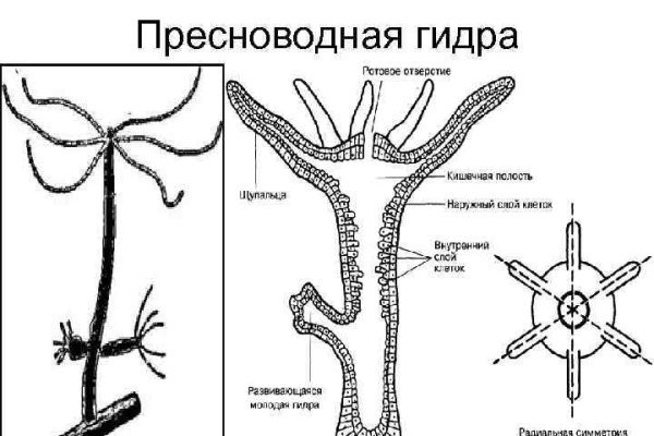 Kraken cc ссылка